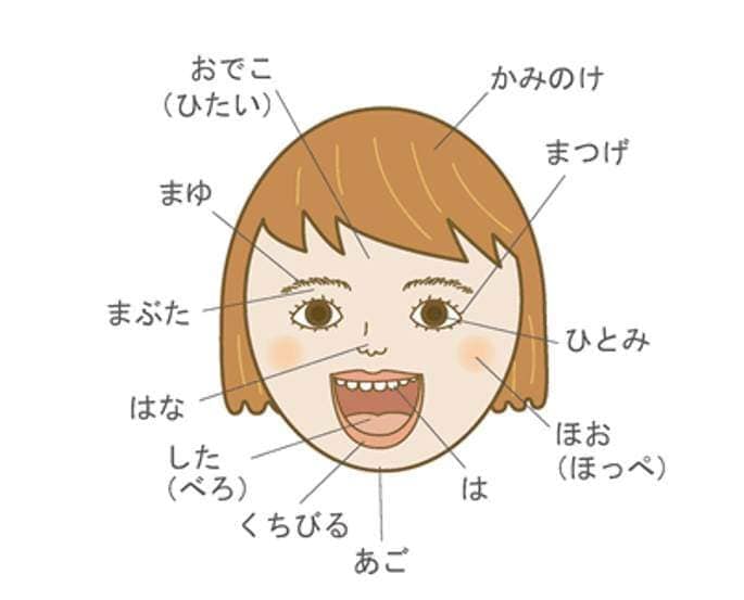 từ vựng tiếng nhật cơ thể